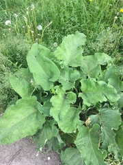 Arctium