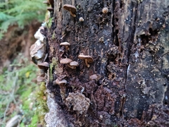 Psathyrella echinata