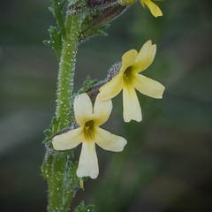Jamesbrittenia pristisepala