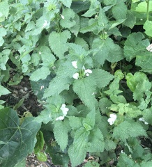 Lamium album