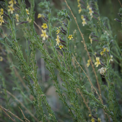 Jamesbrittenia pristisepala