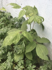 Acer negundo