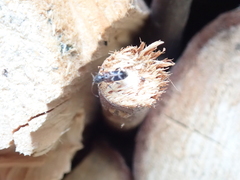 Phymatodes alni