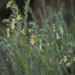 Jamesbrittenia pristisepala