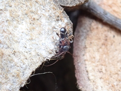 Phymatodes alni