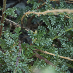 Jamesbrittenia pristisepala