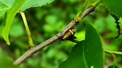 Nemophora degeerella