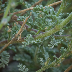 Jamesbrittenia pristisepala