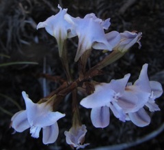 Disa sagittalis
