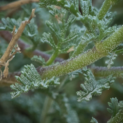 Jamesbrittenia pristisepala