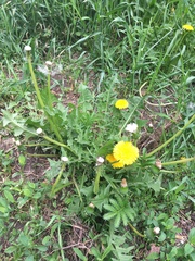 Taraxacum officinale