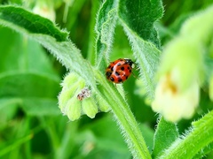 Harmonia axyridis