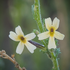 Jamesbrittenia pristisepala