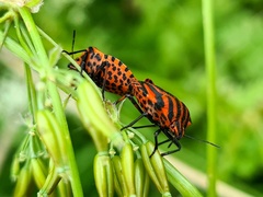 Graphosoma italicum italicum