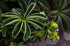 Alchemilla alpigena