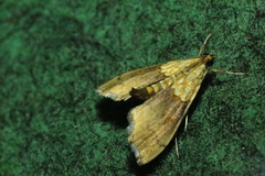 Agrotera nemoralis