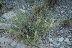 Jamesbrittenia pristisepala