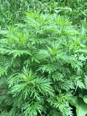 Artemisia vulgaris