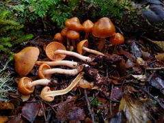 Cortinarius veronicae