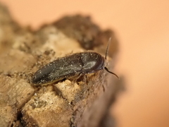 Eucnemis capucina