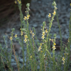 Jamesbrittenia pristisepala