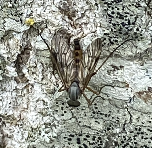 Downlooker Snipefly, Wandelbos Eckart, Eindhoven, Noord-Brabant, NL, photo 8 of 10