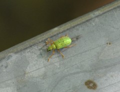 Polydrusus pterygomalis