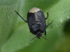 Sehirus morio