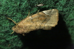 Cosmia affinis