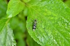 Chlorophorus miwai