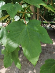 Acer pseudoplatanus