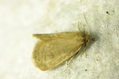 Bijugis bombycella