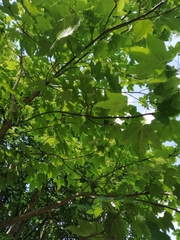 Acer pseudoplatanus
