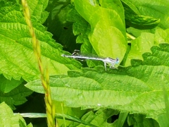 Platycnemis pennipes