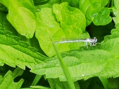 Platycnemis pennipes