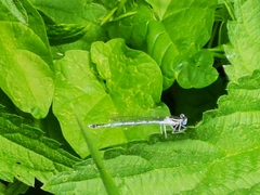 Platycnemis pennipes