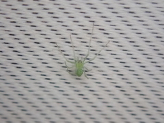 Tetragnatha squamata