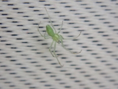 Tetragnatha squamata