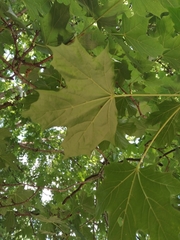 Acer platanoides