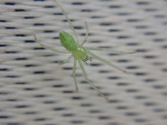Tetragnatha squamata