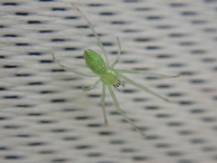 Tetragnatha squamata