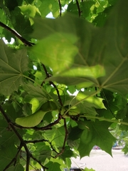 Acer platanoides