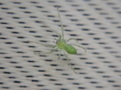 Tetragnatha squamata