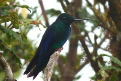 Pterophanes cyanopterus