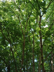 Acer platanoides