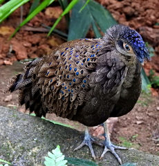 Polyplectron malacense