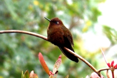 Coppery Metaltail photo 1