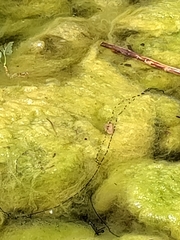 Bufotes viridis