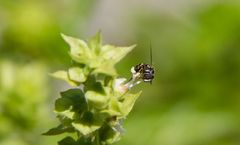 Syrphidae