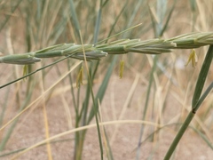 Elymus farctus